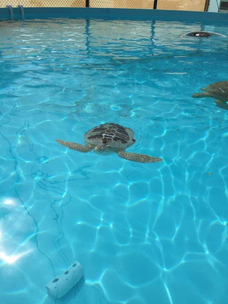 a green turtle undergoing rehab at the turtle hospital in marathon, a romantic getaway in Florida