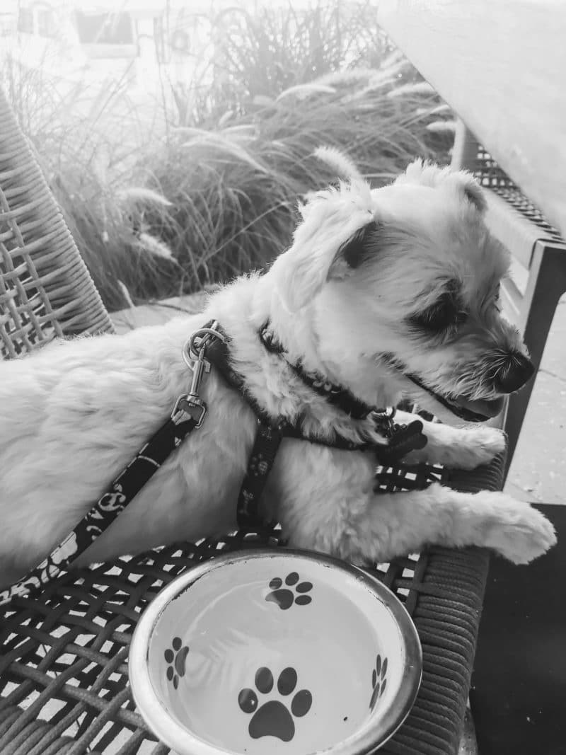 black and white photo. white dog sitting in chair with water bowl and sunlight behind him to represent taking your dog on vacation