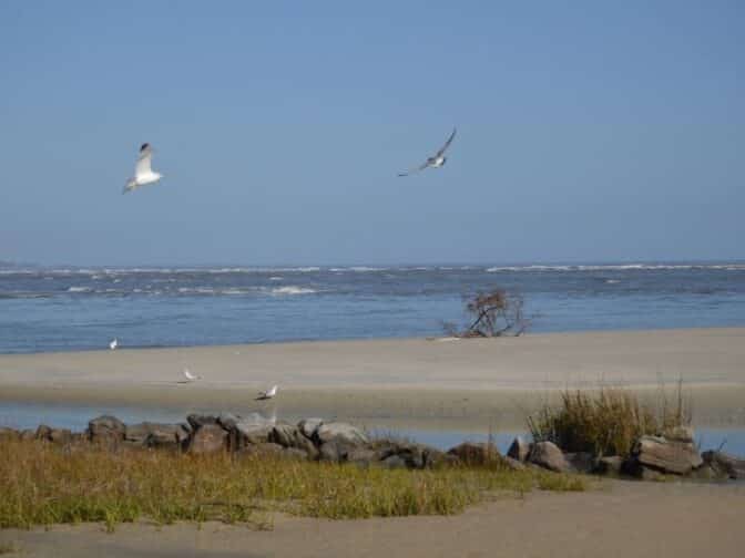 bird flying over the beach at Gould's Inlet