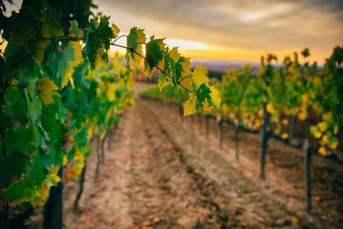 a vineyard at sunset with a closeup of a leaf
