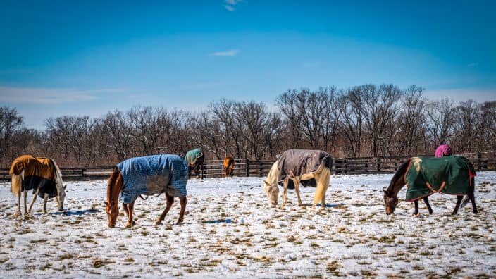 horses in a field in winter that you can see at a winery in Virginia