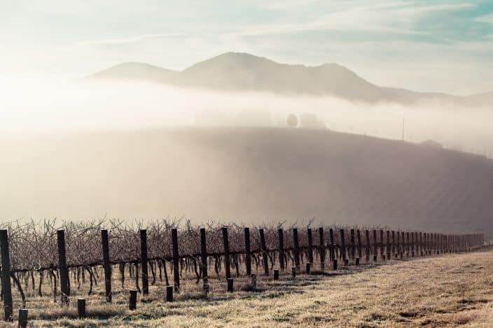 winter vineyard with fog and sunrise