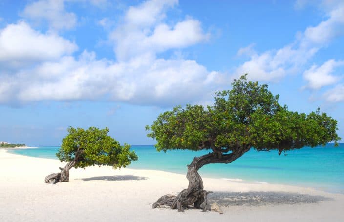 Two Fofoti trees on the shoreline of Eagle Beach, a beach in Aruba.