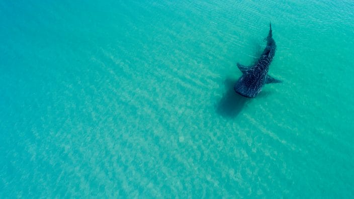 a speckled shark swimming in the water at La Paz beach, Mexico.  
