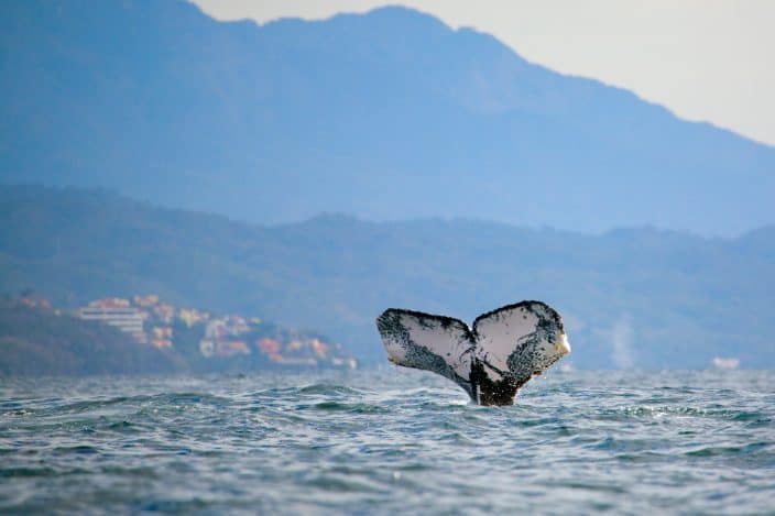 Whale watching in the Banderas Bay near Puerto Vallarta, a Mexico beach vacation