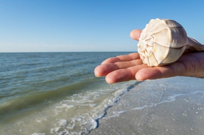  picture of a hand holding a shell with waves and the sea in the background. 