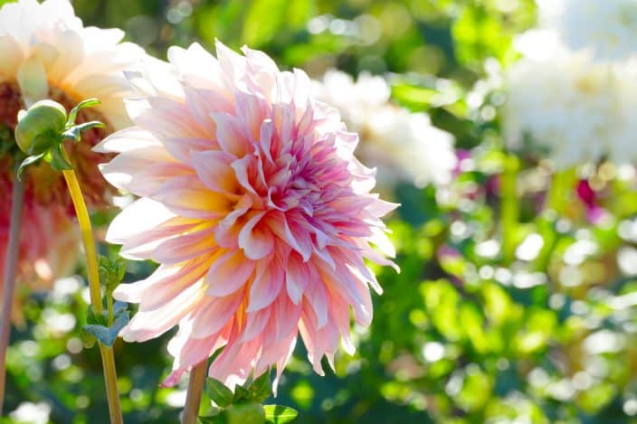 White-pink chrysanthemum close up on a background of flower beds which you can find in Alabama during your fall travels
