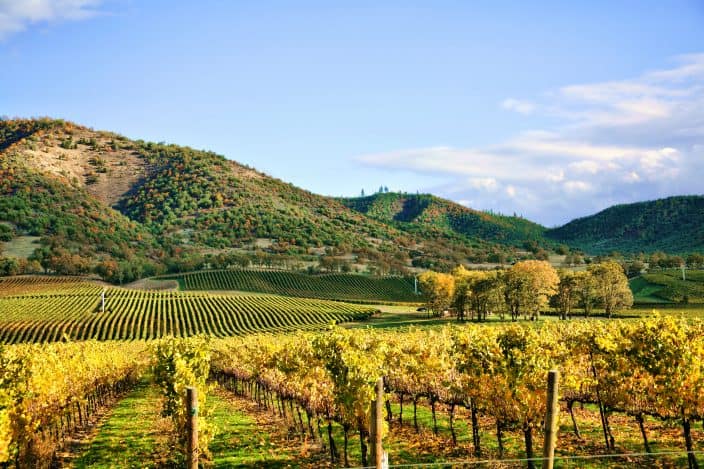  an autumn vineyard in Virginia, with rows of golden grapevines, hills in the background with orange and green foliage on them with blue skies