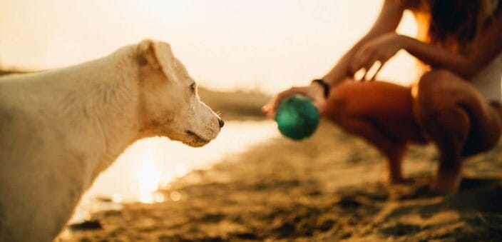 Yellow fur baby playing with green ball and owner on the beach by the shore. The prefect game and toy to add to your Packing List for Beach Vacation