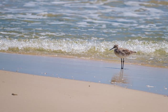 a little grey bird on the shore of the beach by the water in Gulf Shores, Alabama, a romantic weekend getaway destination