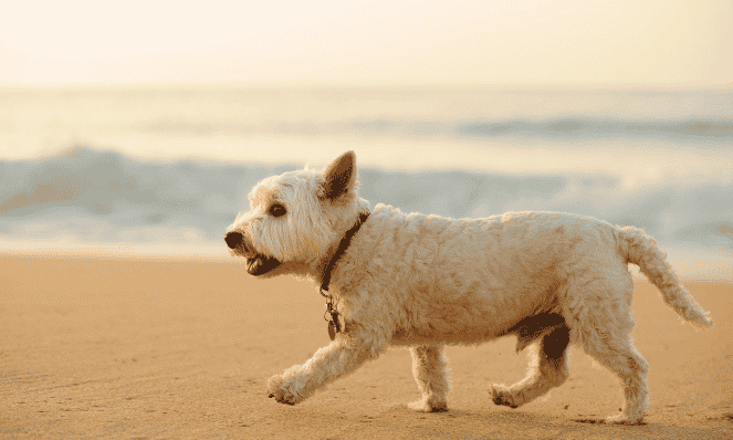 medium size white dog on a sand beach with waves breaking