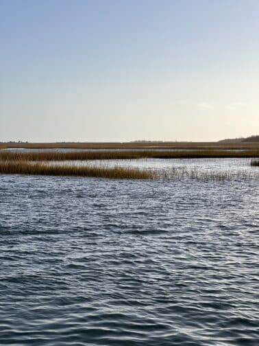 A marshy island in Wilmington, NC on the Cape Fear River