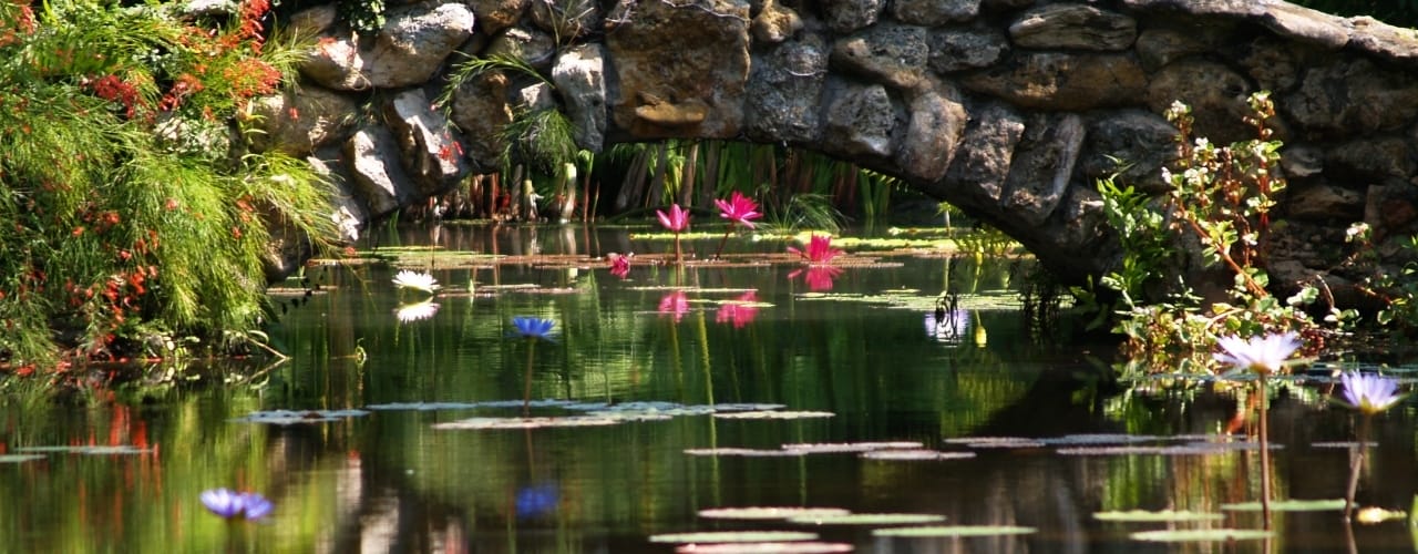 The vast water lily collection at McKee Garden in Vero Beach is one of our top 10 things to do in Vero Beach, Florida