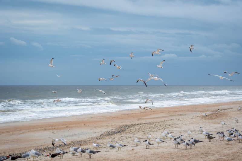 Amelia island beach with seagulls and water, a place to visit for a couples Florida weekend getaway