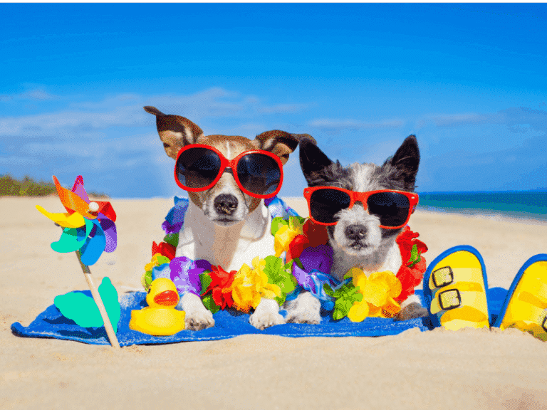 Florida Dog Friendly Vacation Hotspots