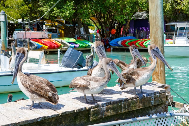 brown pelicans on pier with boats in background