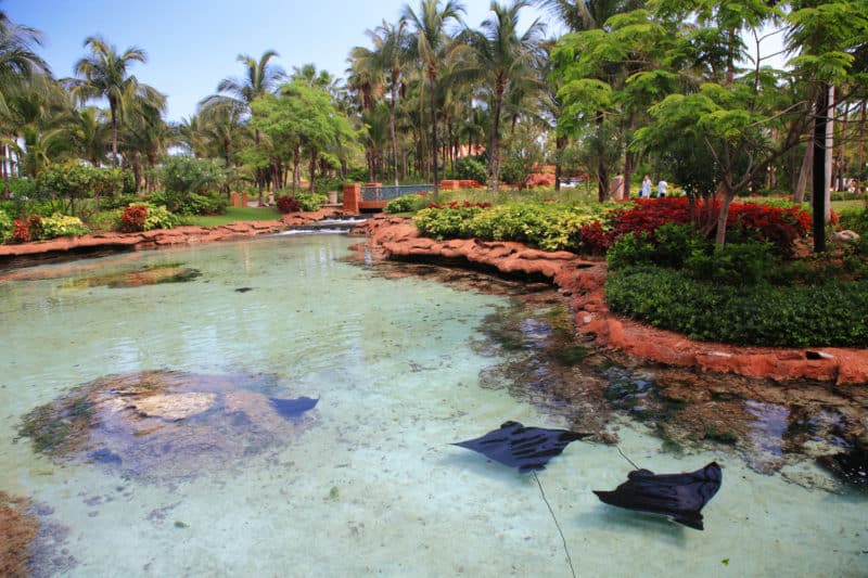Atlantis Hotel on Paradise Island in Nassau,Bahamas, where you can spend a romantic getaway. stingrays in a lagoon
