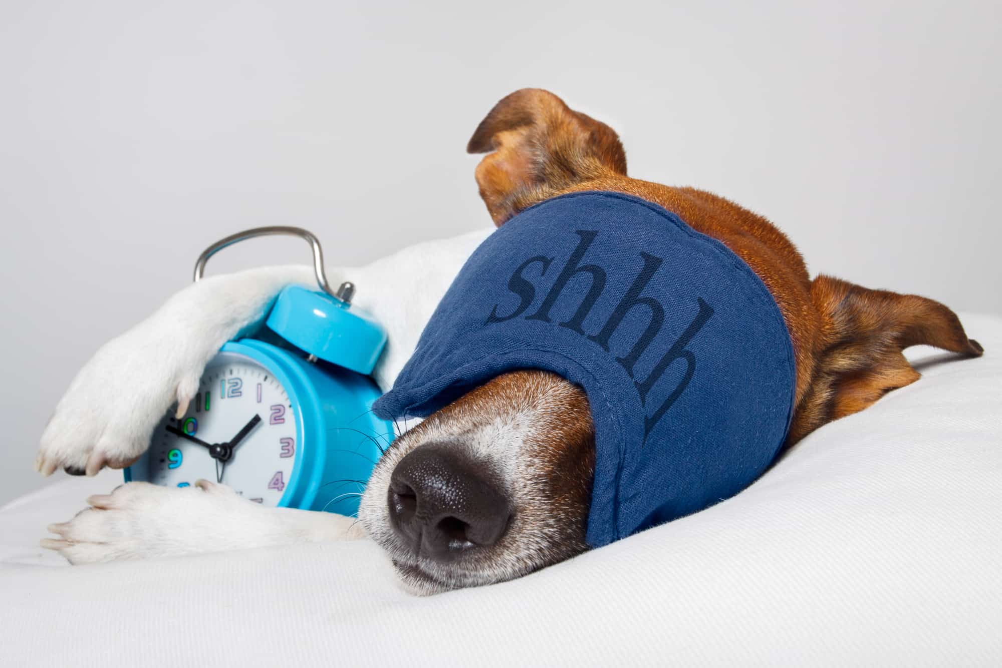 dog with eye mask and an alarm clock asleep on a bed