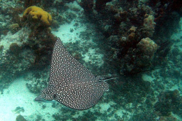 Spotted Eagle rays are a common sight as they gracefully soar through the air. Take a boat trip on your romantic turks and Caicos vacation and see these and much more sealife.