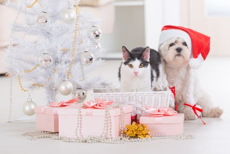 Great Gifts for Pet Owners and Their Pets