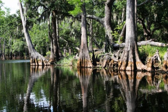 knobby cypress on a waterway in the Everglades, something to do during your Orlando girls getaway