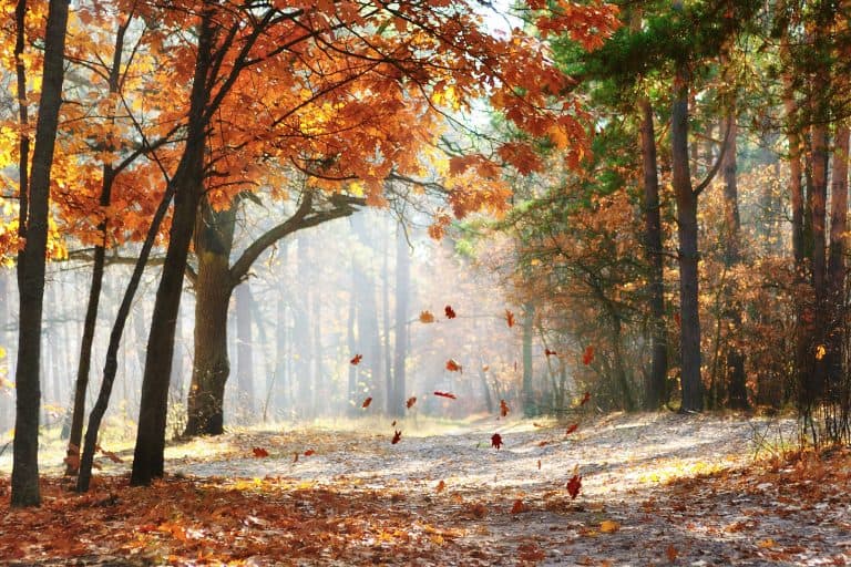 6 Fall Bucket List Destinations In The South