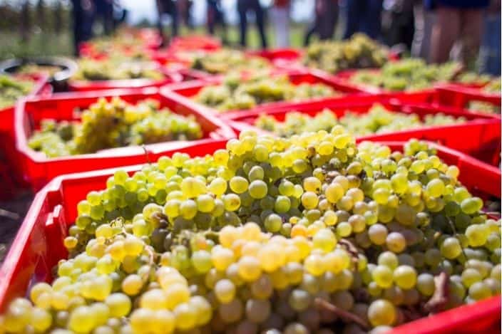 a close up of white grapes harvested in red containers to make wine, an example of what you can see at wineries in georgia