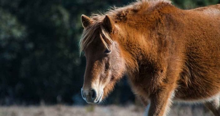 A Chincoteague Island pony, an example of what you can see during an affordable weekend getaway