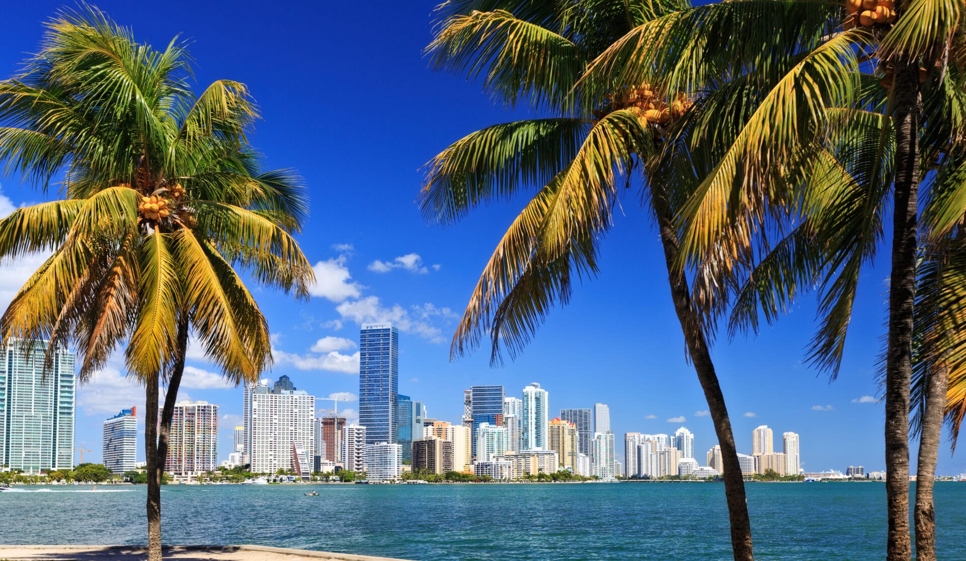 Miami skyline with blue water and palm trees (photo Credit: istock.com/ espiegle Stock photo ID:1147016023)