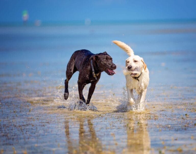 Pet Friendly Florida: The Best of the Florida Panhandle & Gulf Coast